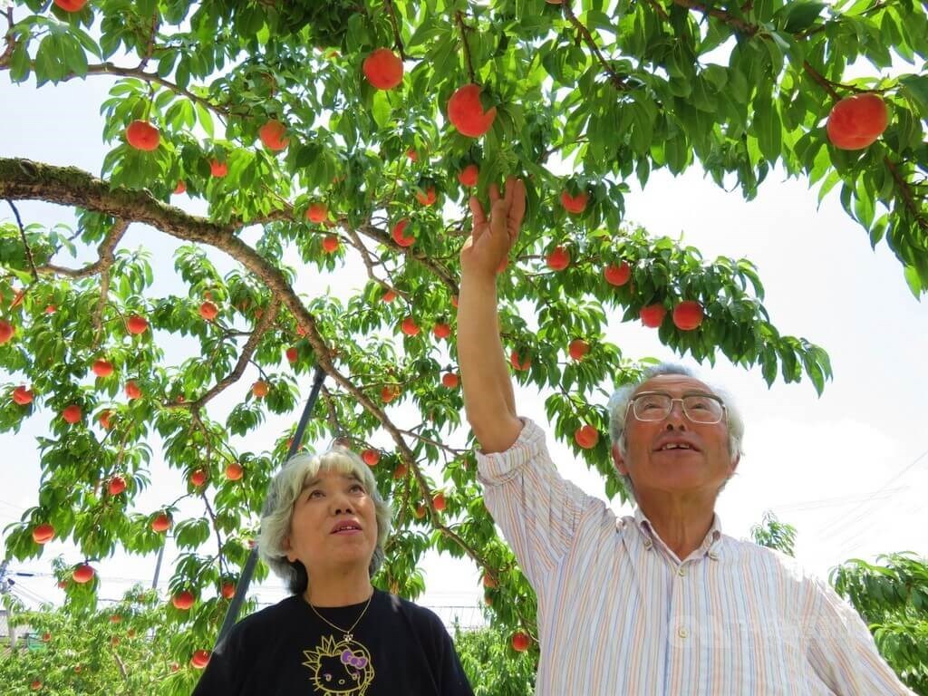 A couple of fruit growers shows the peaches they grow in Japan