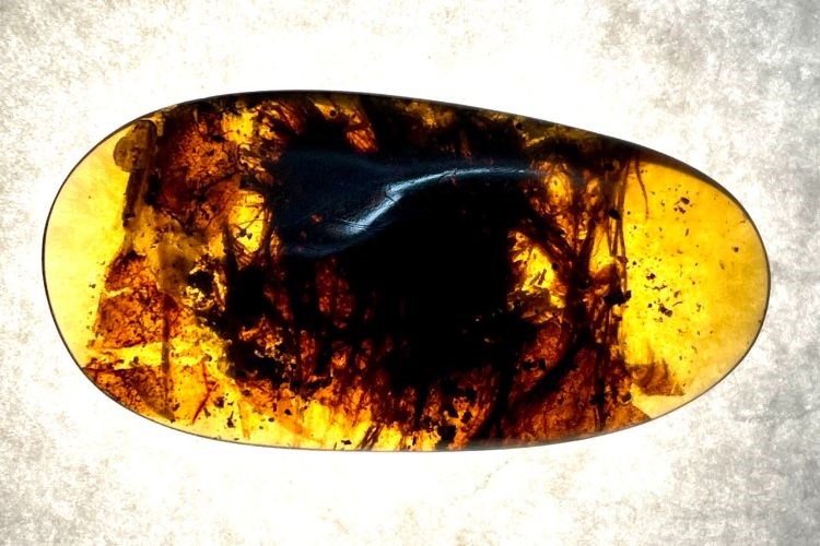 An amber from Myanmar that experts believe to contain dinosaur remains. Photo courtesy of the National Museum of Natural Science