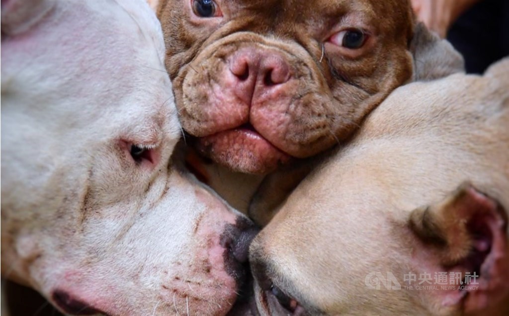 New Taipei threatens big fines in taking on pit bull abandonment - Vimarsana News