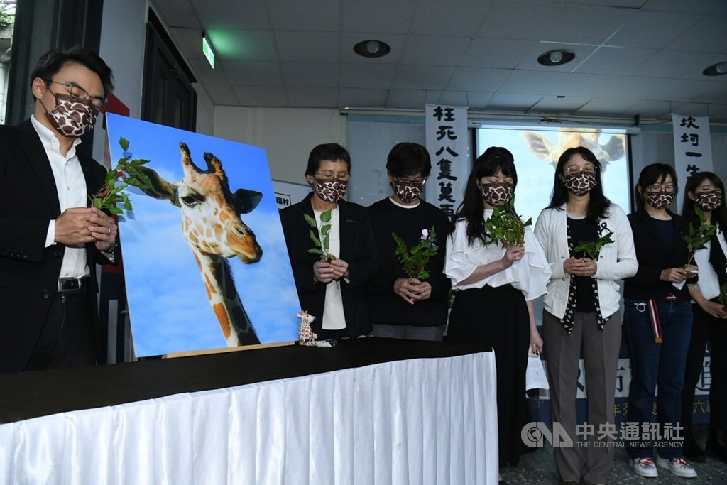 Animal welfare groups protest Leofoo Village plan to import giraffes - Vimarsana News