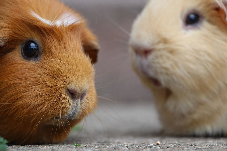 Woman gets 30-day prison sentence for killing pet guinea pig - Vimarsana News