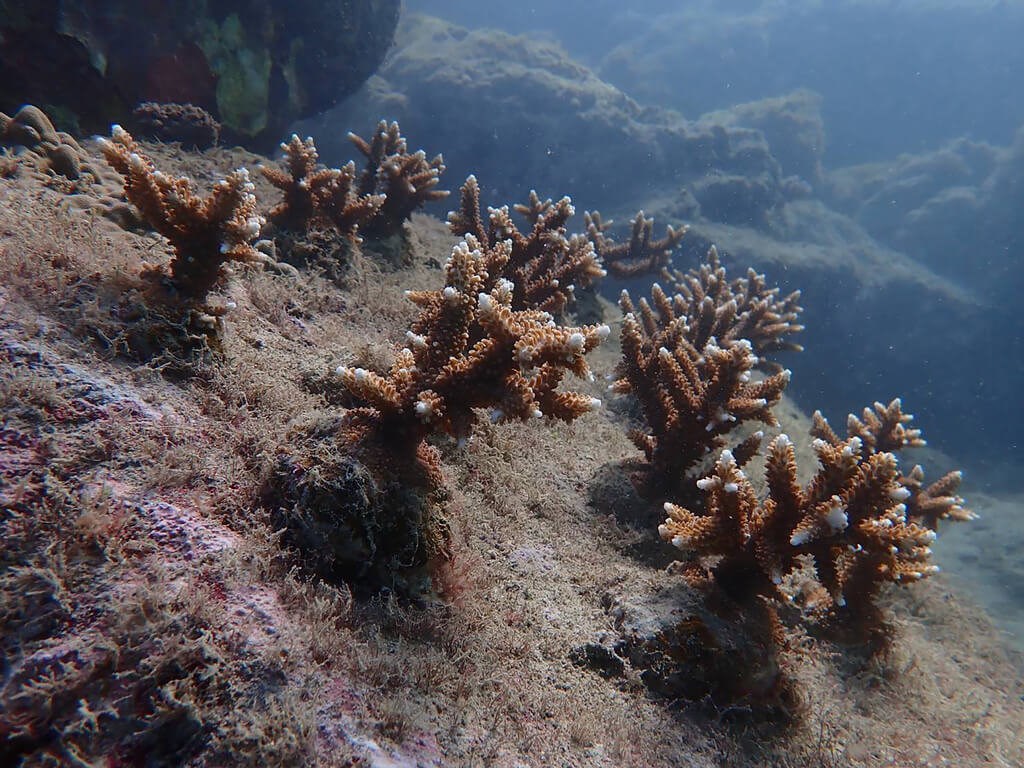 Liuqiu Island reefs in worst condition in Taiwan: report - Vimarsana News
