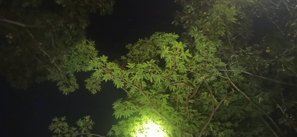 Blossoming trees blamed for early morning stench in parts of Kaohsiung - Vimarsana News