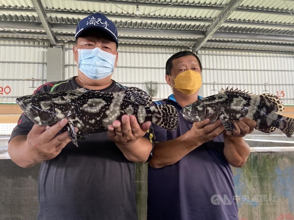 Grouper are pictured at a farm in Kaohsiung Tuesday. CNA photo June 21, 2022