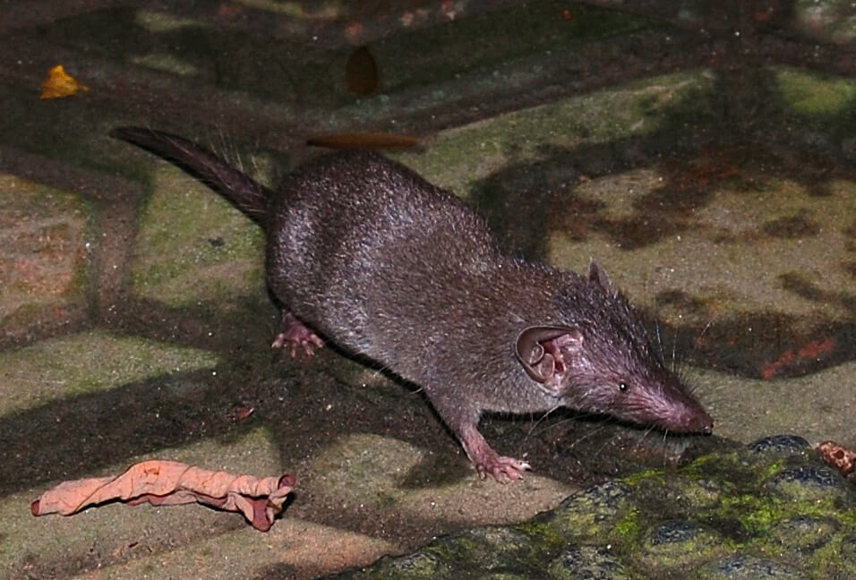 A shrew. The mammal species is suspected to be a carrier of the virus. Photo by W.A. Djatmiko, CC BY-SA 3.0, via Wikimedia Commons