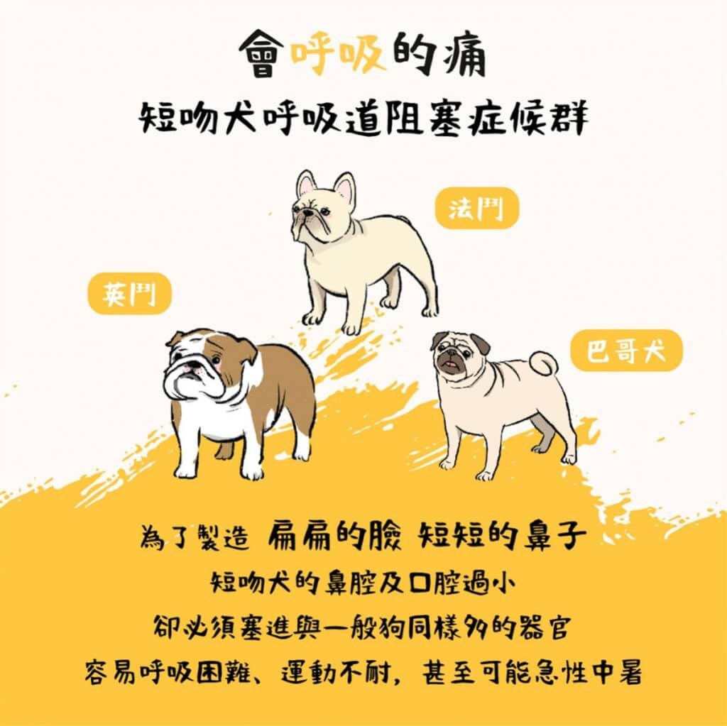 Taiwan S Non Profit Organization Issues Warning On Pure Bred Dogs Focus Taiwan