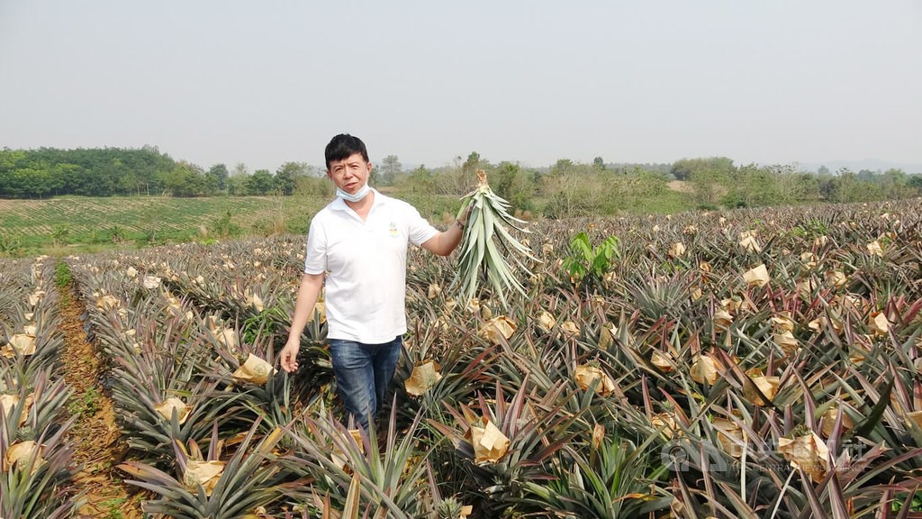 Taiwanese farmer Tai Jui-chen at his Chiang Rai pineapple farm. CNA photo Sept. 23, 2022