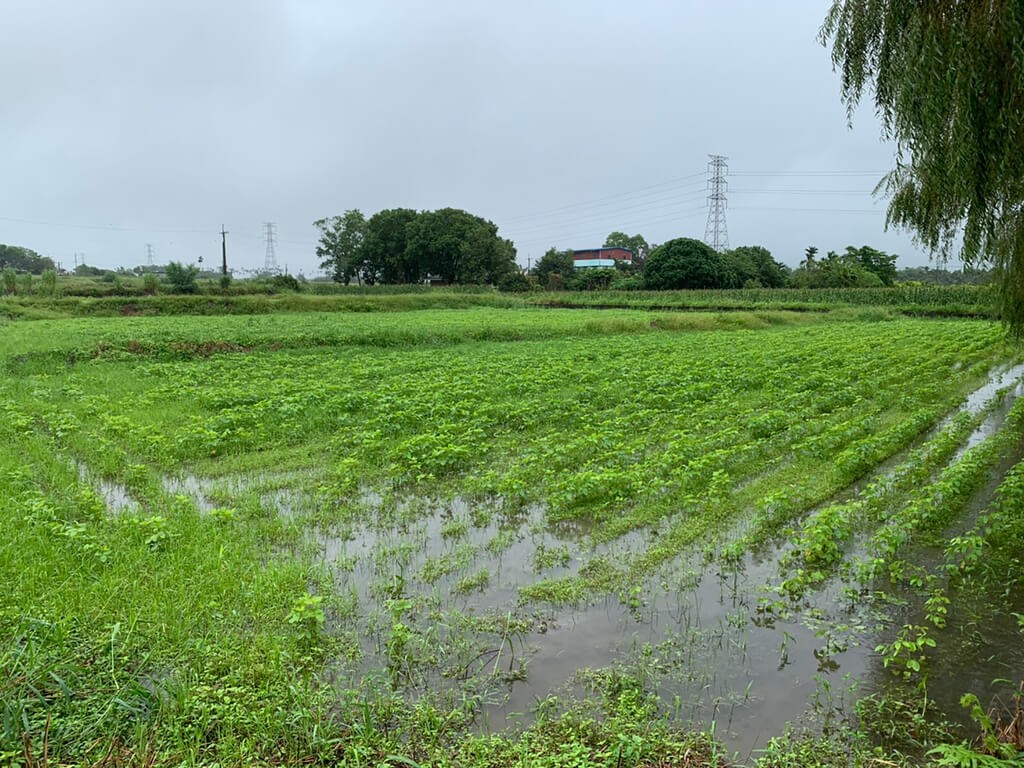 Agricultural losses from Tropical Storm Nesat reach NT$13.14 million - Vimarsana News