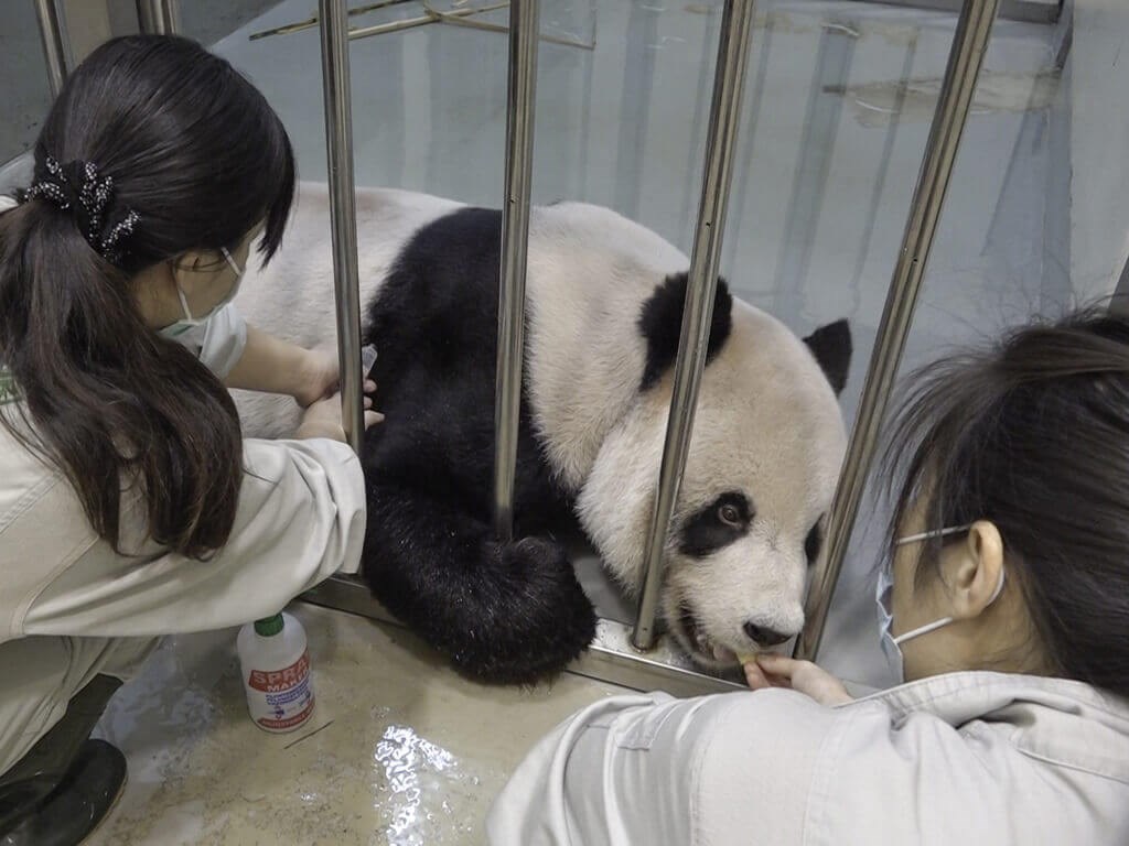 Taipei Zoo giant panda 'Tuan Tuan' placed in palliative care - Vimarsana News