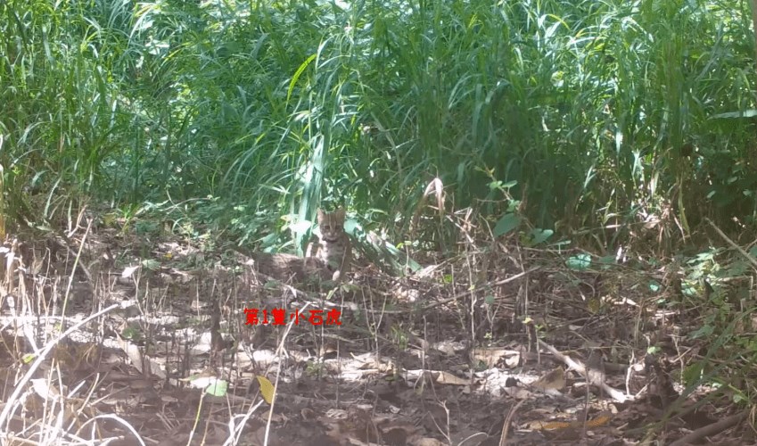 Leopard cat Lulu confirmed as having given birth to 2 new cubs - Vimarsana News