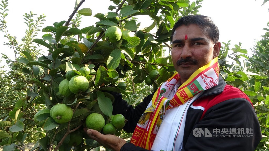 Indian bank teller finds cash cow in Taiwanese guavas - Vimarsana News