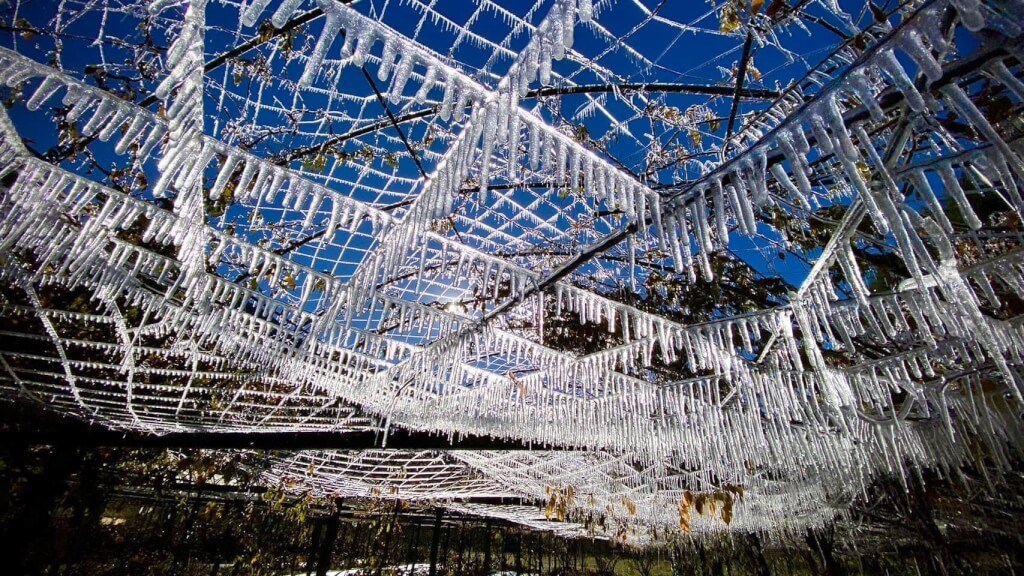 A different angle of the icicles that formed on a wisteria trellis in Wuling Farm on Thursday. Photo taken from the Facebook of Wuling Farm Dec. 22, 2022