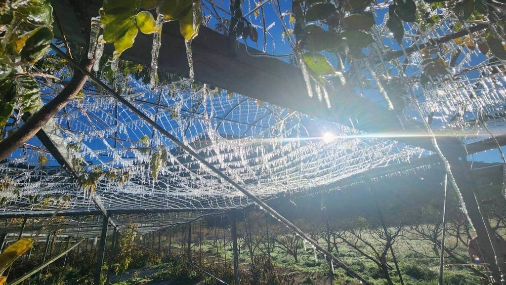 Icicles hang from a net-watering system covering a wisteria trellis on Thursday in Wuling Farm. Photo courtesy of Wuling Farm Dec. 22, 2022