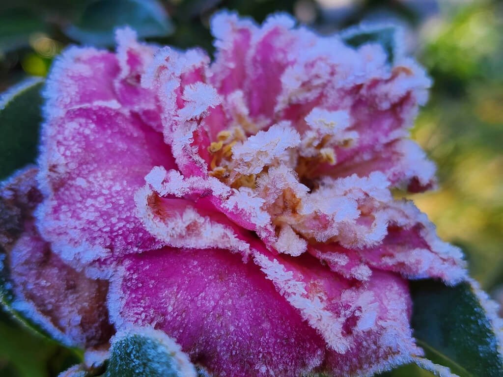 Frost is seen on a flower in Wuling Farm on Monday. Photo courtesy of Wuling Farm Dec. 19, 2022