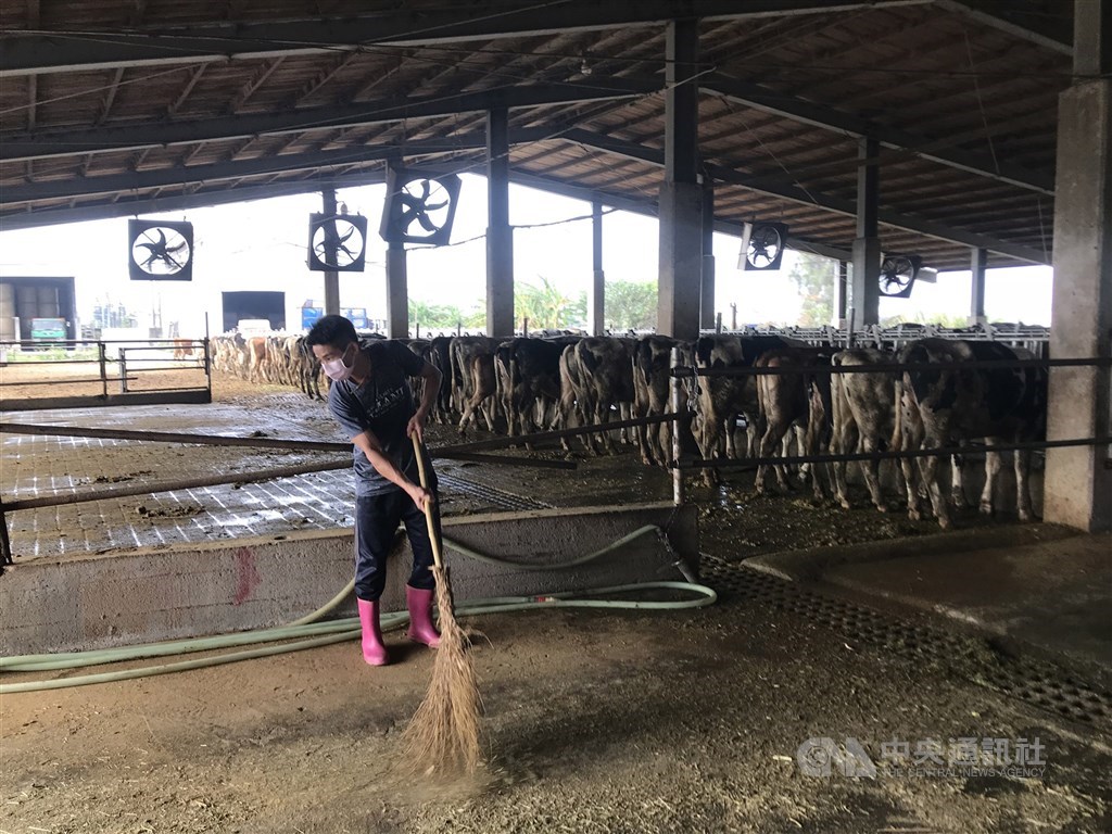 A Vietnamese worker cleans a dairy farm in Yunlin County. CNA file photo