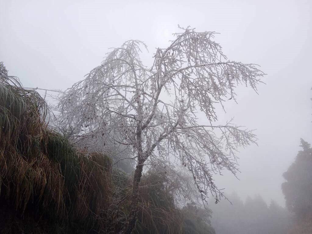 Soft rime and hail is seen in the Taipingshan National Forest Recreational Area. Photo courtesy of Luodong Forest District Office