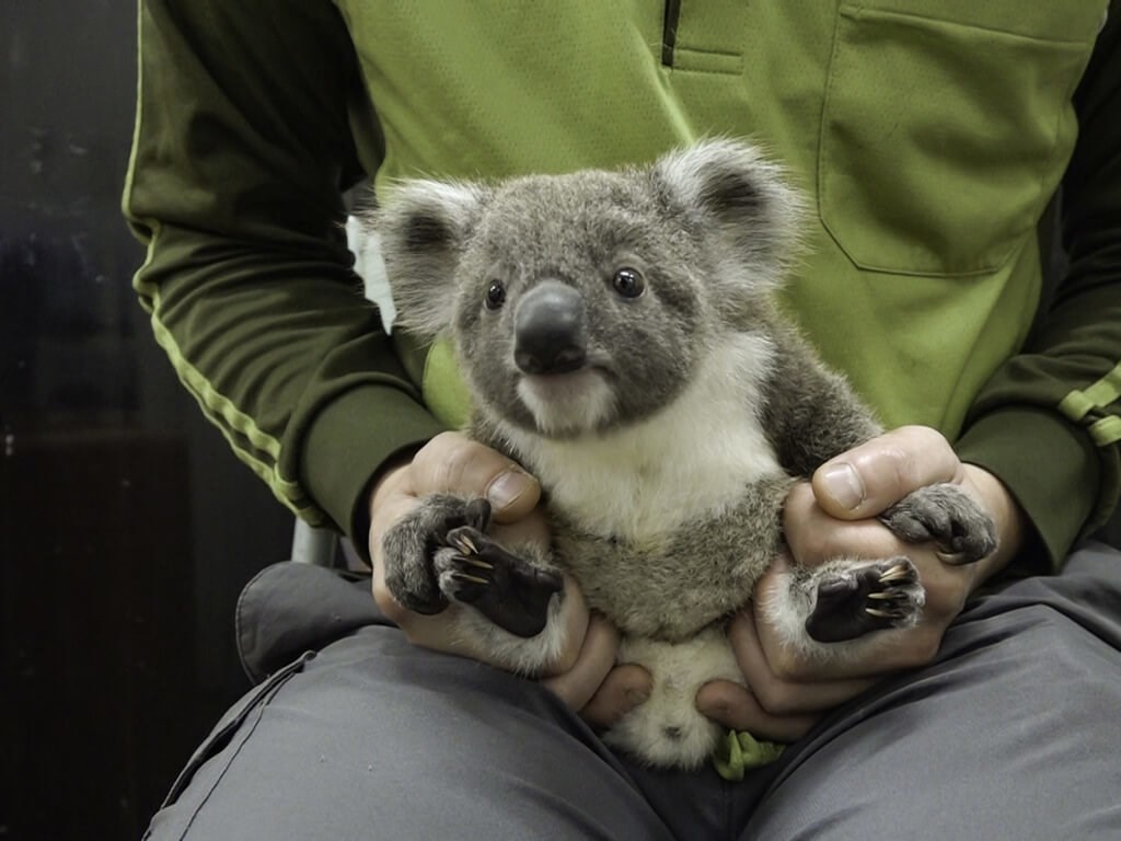 The 8.5-month-old joel born to a koala named Moana. Photo courtesy of the Taipei Zoo