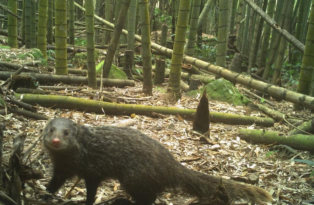 A crab-eating mongoose is seen in this undated picture taken by one of the motion sensor cameras. Photo courtesy of Chiayi Forest District Office
