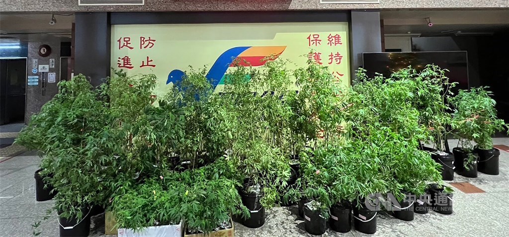 3 cannabis growers in Chiayi arrested by Taichung police - Vimarsana News