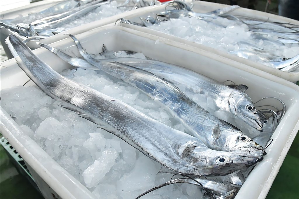 Beltfish. Photo courtesy of Fisheries Agency