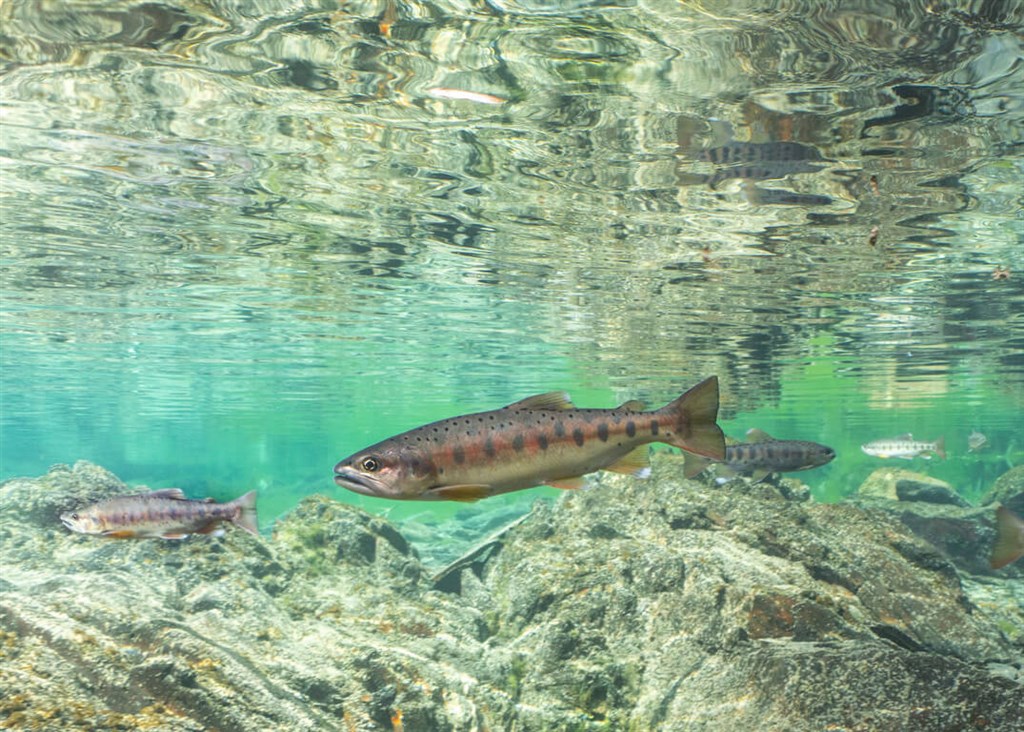 Formosan landlocked salmon. Photo courtesy of Shei-Pa National Park headquarters