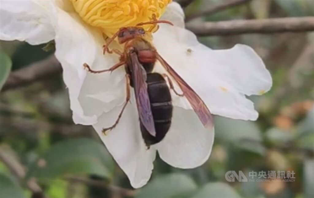 How dangerous are hornet attacks in Taiwan?