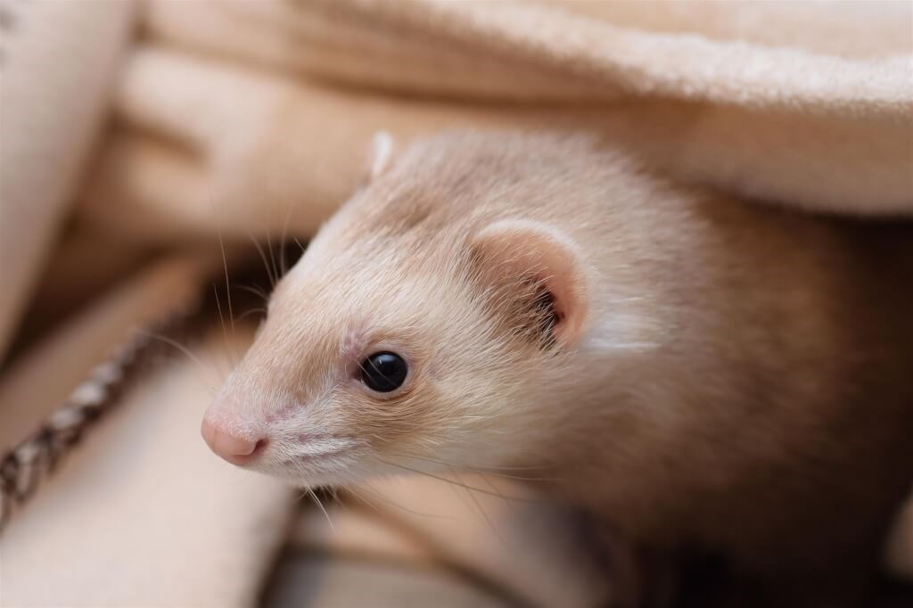 Taoyuan to investigate video of teacher wiping chalkboard with ferret - ...