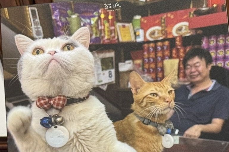 Purrfect Shopkeepers: How Dadaocheng's cats are helping to boost sales