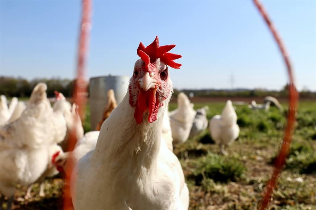 Man indicted for illegally importing bird flu vaccines from China