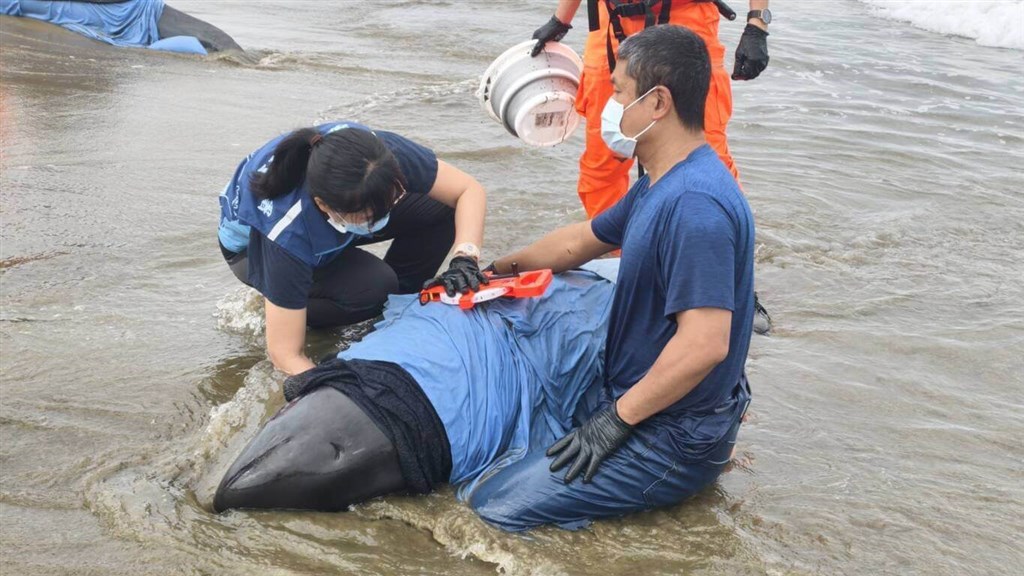4 pygmy killer whales die after mass stranding in Pingtung