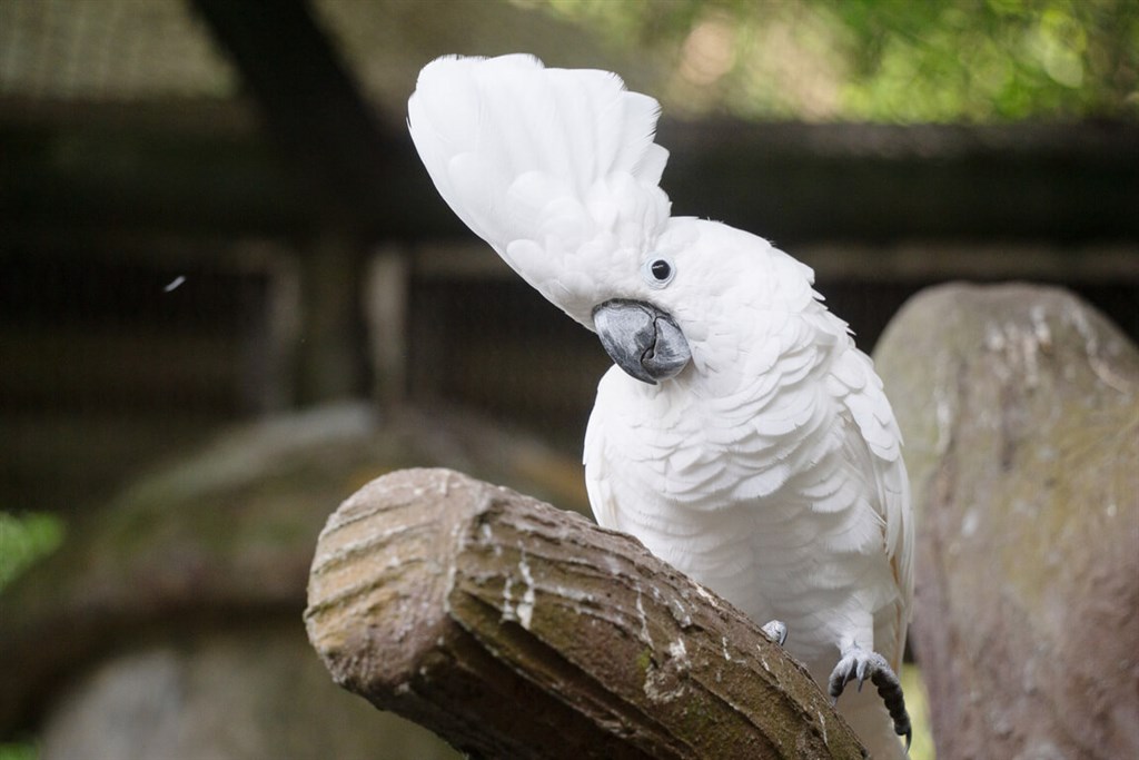 Taipei Zoo marks World Parrot Day, urges public not to abandon pet birds