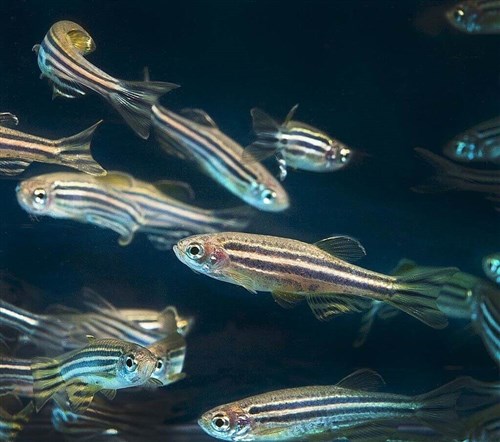 Zebrafish show potential for assisting drug addiction research: NHRI