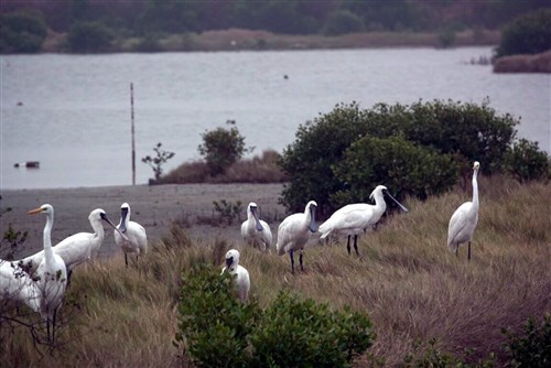 Number of black-faced spoonbills in Taiwan falls for first time