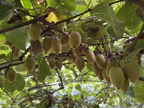 Sorry, New Zealand: Agricultural office lauds quality of Taiwan kiwis