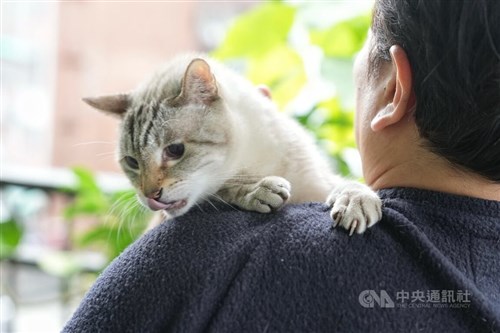 Cabinet seeks to tighten penalties on pet abandonment, animal abuse