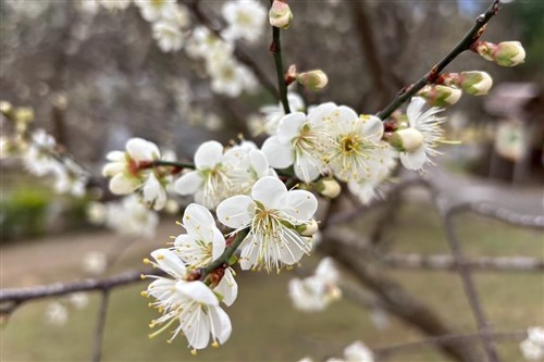 Fresh hues cover Jiaobanshan Park as plum blossoms reach 50% bloom