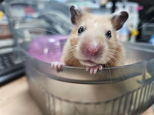 Molly the hamster finds new home after street life ordeal in New Taipei