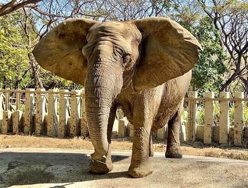 Kaohsiung zoo's African elephant Ali passes away at age 52