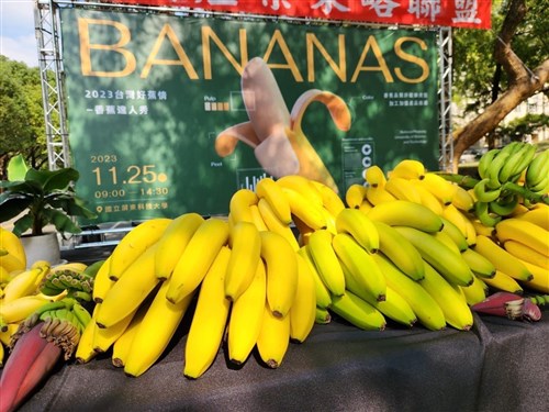 Banana threat: Taiwan decodes secret to tackling banana killer TR4
