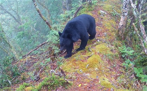 Taiwan's Formosan black bear population estimated at 1,200