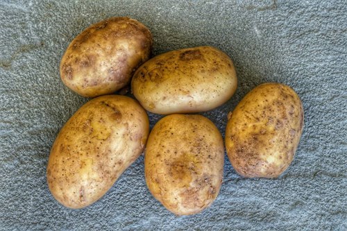 Whole sprouted, moldy imported potatoes will be discarded: Agency