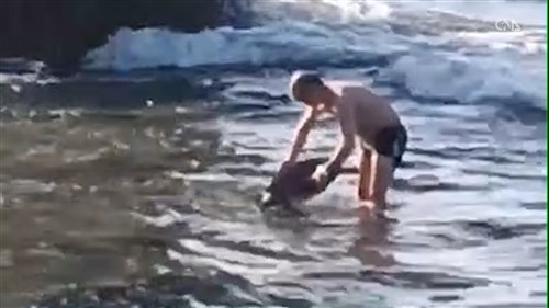 Chinese man filmed holding sea turtle on Taiwan island may face fine