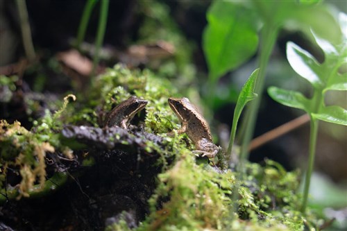 Taipei Zoo breeds over 2,000 endangered endemic frogs