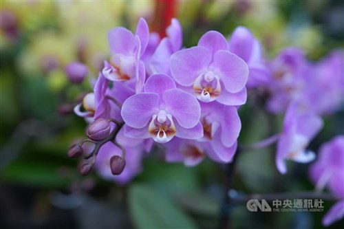 Taiwan moth orchids, anthuriums cleared for export to New Zealand