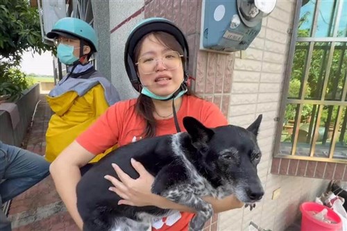 Lost dog found in Yunlin after owner offers NT$500,000 reward
