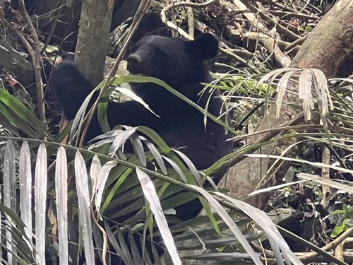 Taiwan seeking way to coexist with bears as they come closer to humans
