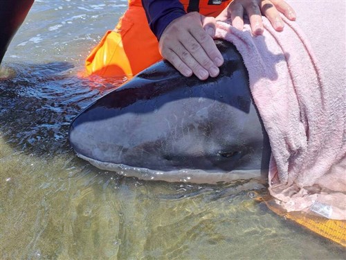 Dwarf sperm whale rescued after becoming stranded on Miaoli beach