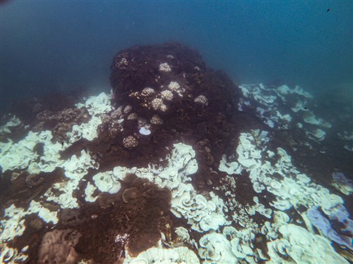 Academia Sinica study finds bacteria boost coral heat tolerance