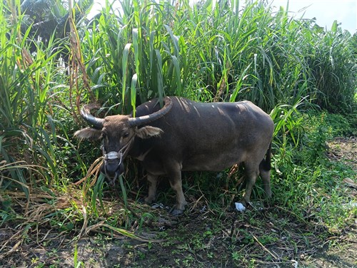 Aging Green Island water buffalo finds new home in Yunlin