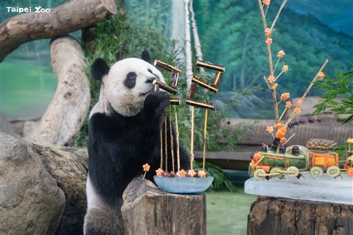 Taipei Zoo celebrates giant panda Yuan Yuan's 22nd birthday